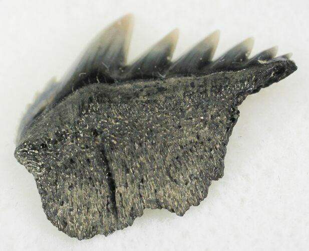 Fossil Cow Shark (Notorynchus) Tooth - Maryland #24264